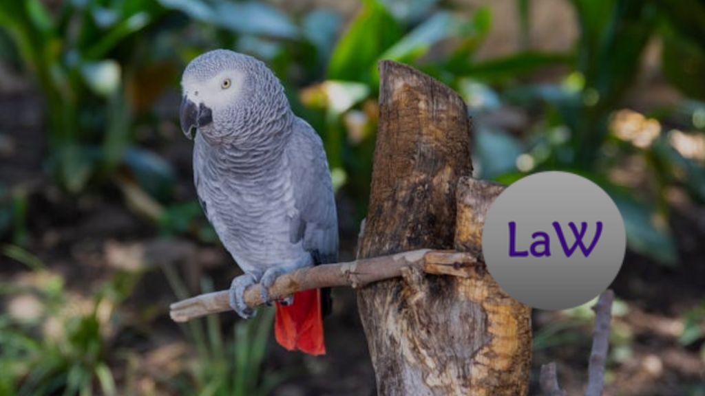 A grey parrot with red tail feathers perched on a bare branch among tropical foliage.